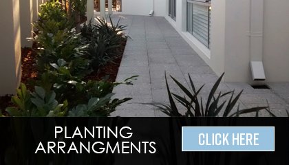 Planting Arrangements